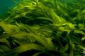 algues-laminaires.jpg